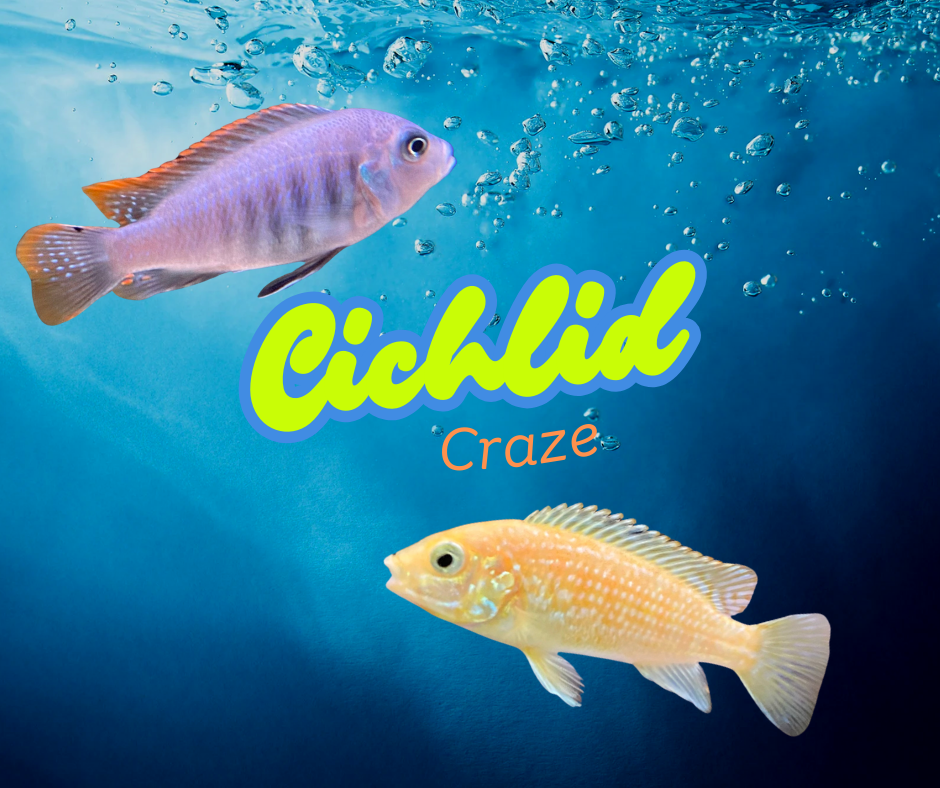African Cichlids – Poseidon Aquatics And Plants