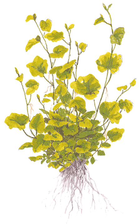 Cardamine Lyrata - Tropica