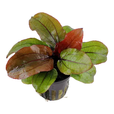 Echinodorus 'Reni' - Tropica