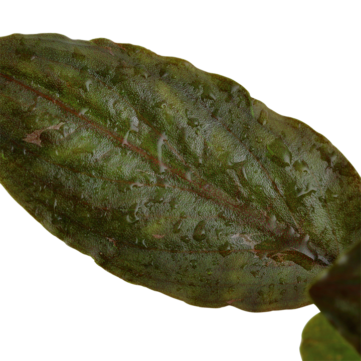 Lagenandra Meeboldii 'Red' - Tropica