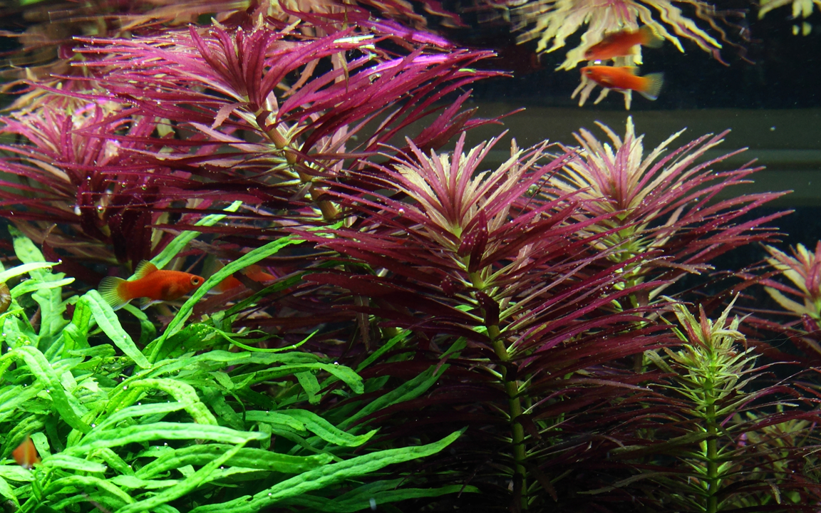 Limnophila Hippuridoides - Tropica