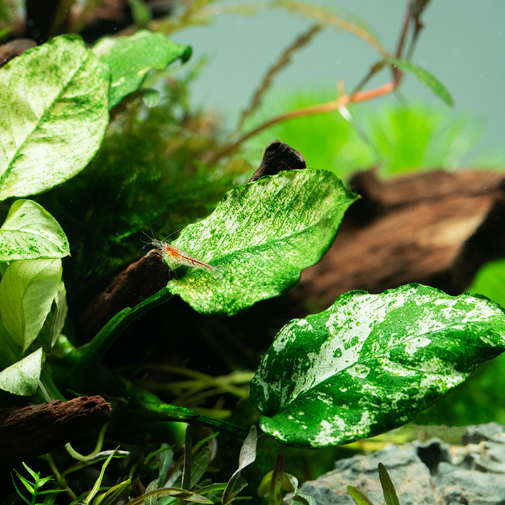 Anubias barteri var. nana ’Pinto’ - Tropica