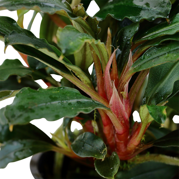 Bucephalandra sp. 'Red' - Tropica