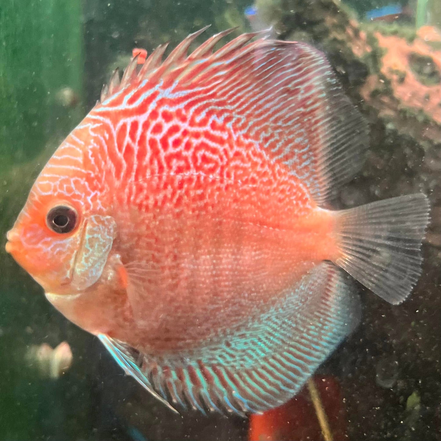 Leopard Snakeskin Discus