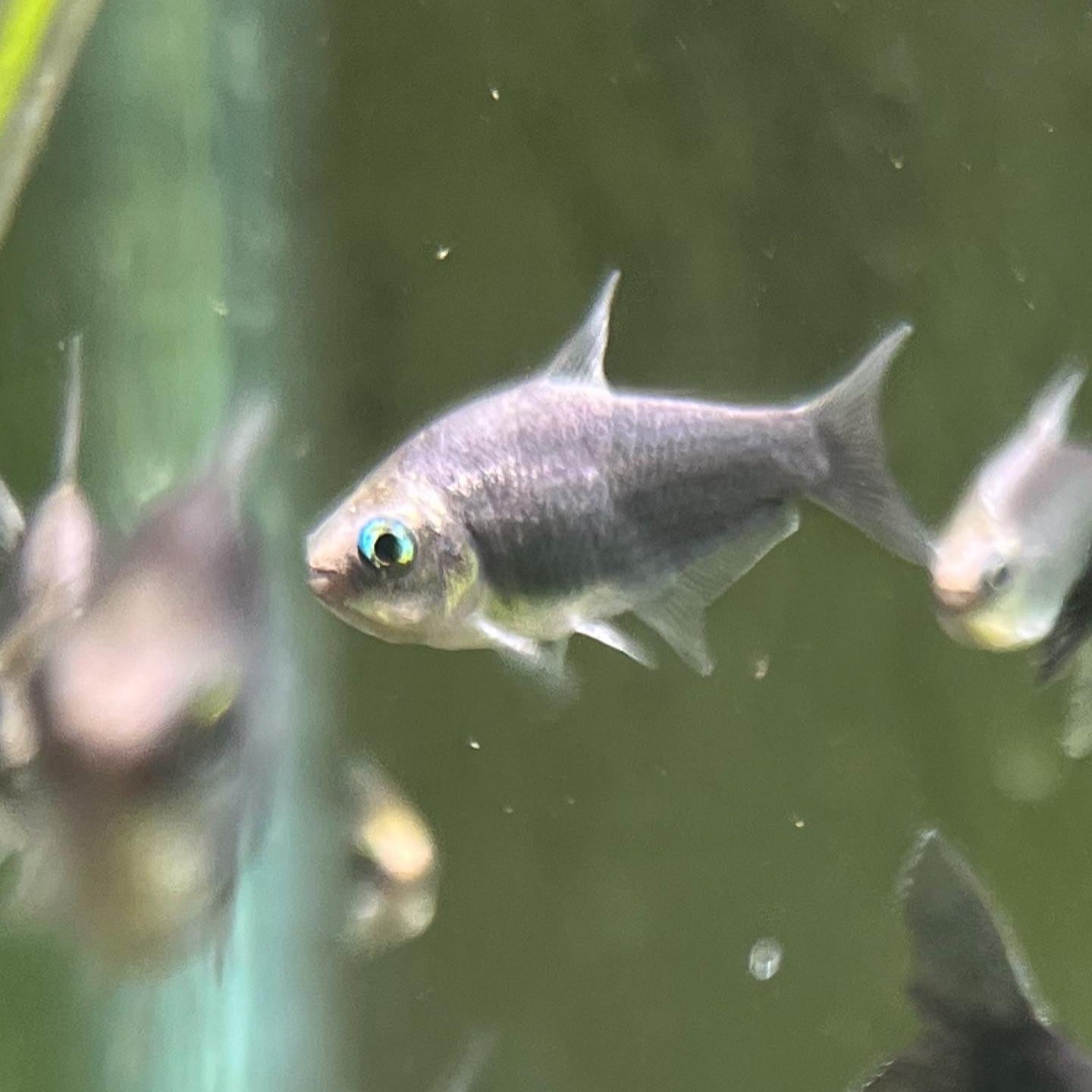 Black Emperor Tetra - Nematobricon Palmeri var