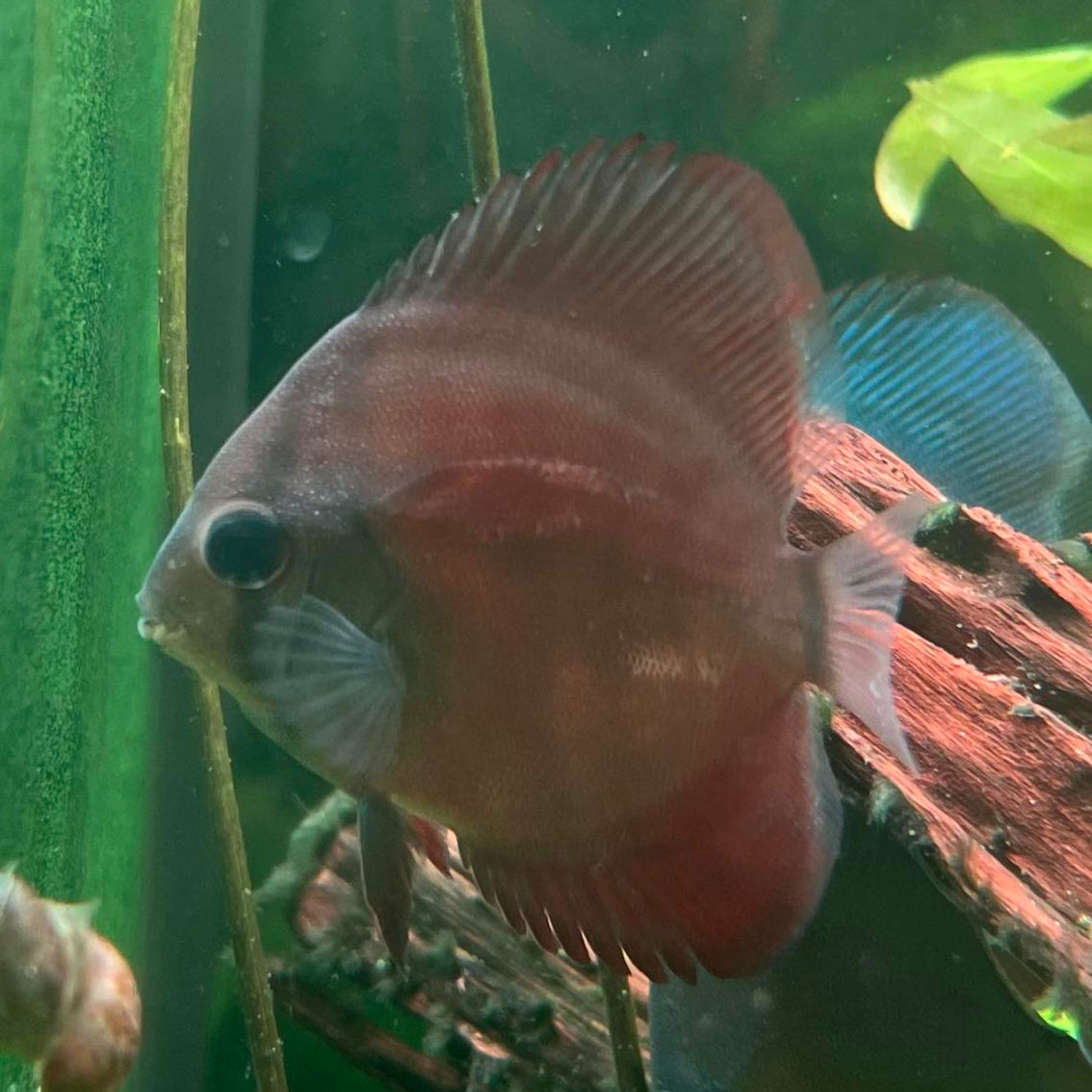 San Merah Discus
