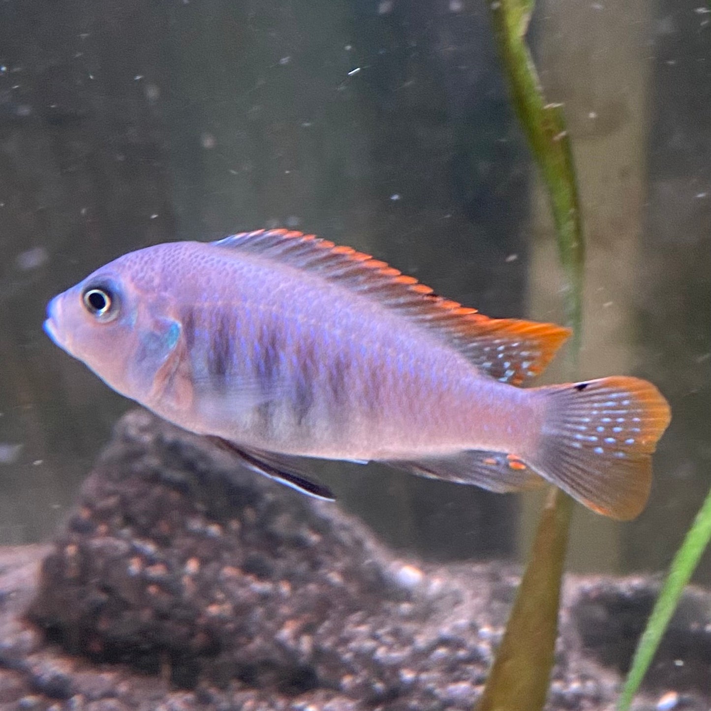Ice Blue Zebra Cichlid - Pseudotropheus Greshakei
