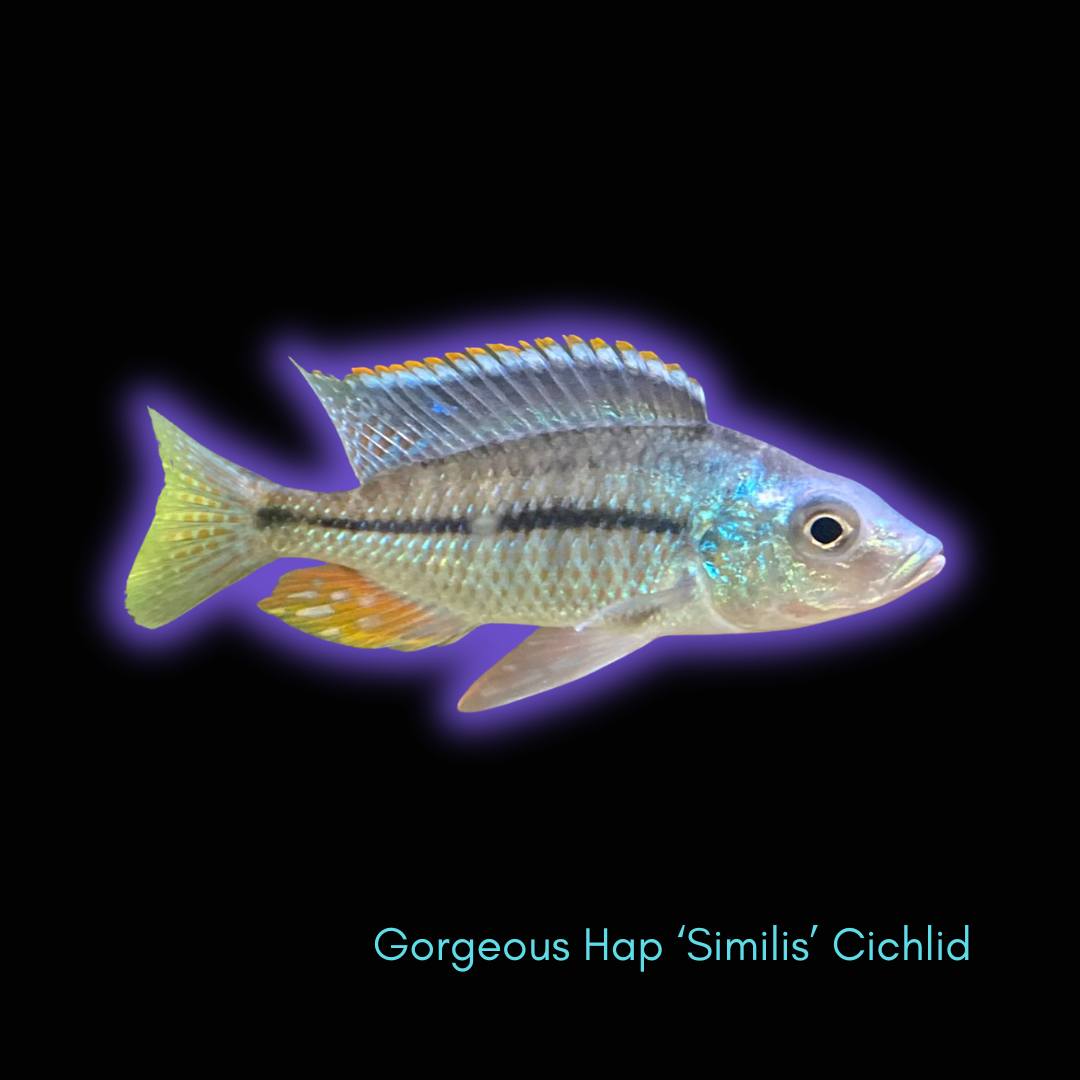 Gorgeous Hap 'Similis' - Haplochromis sp.