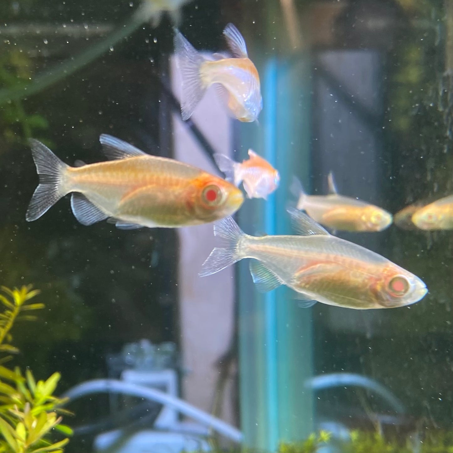 Albino Congo Tetra - Phenacogramus Interuptus var