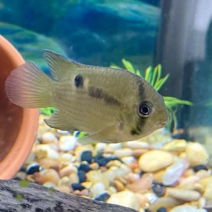 Keyhole Cichlid