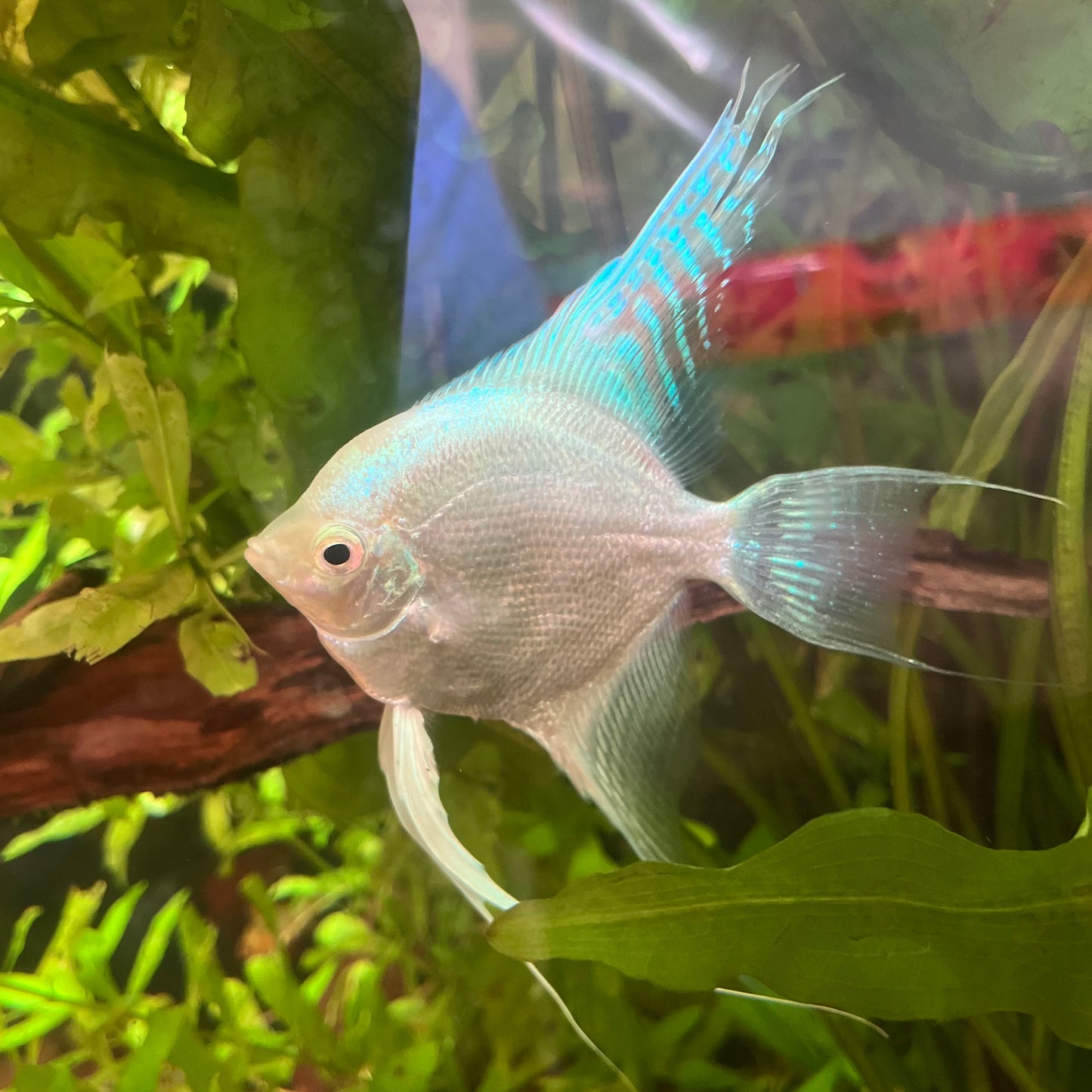 Platinum Veil Tail Angelfish - Pterophyllum Scalare