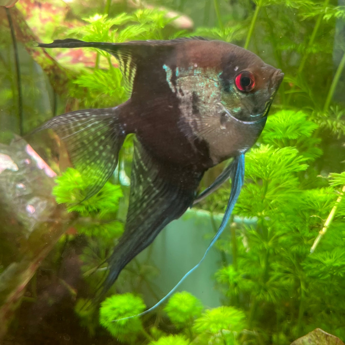 Smokey Blue Pinoy Angelfish - Pterophyllum Scalare