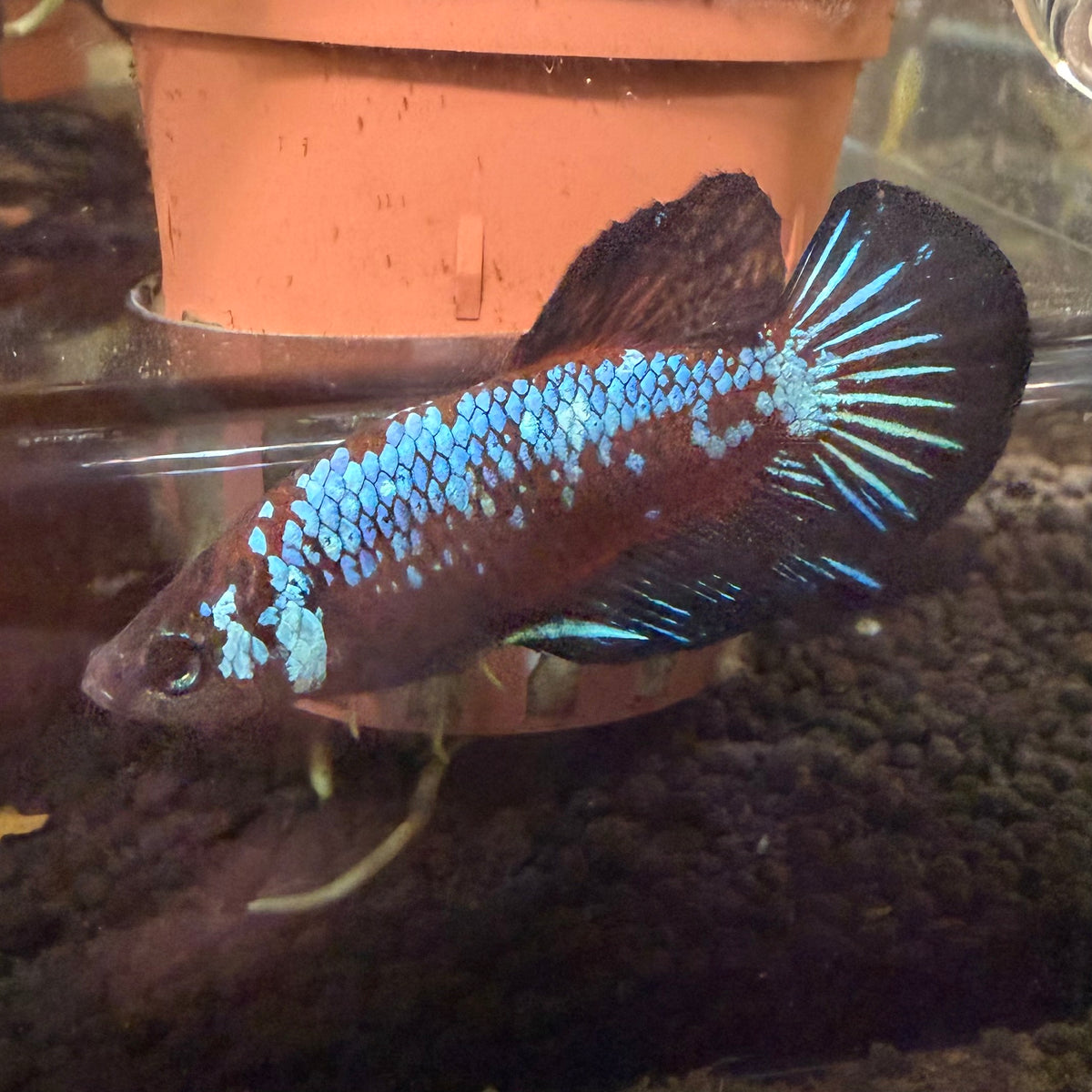 HMPK Blue Samurai Betta (Male)