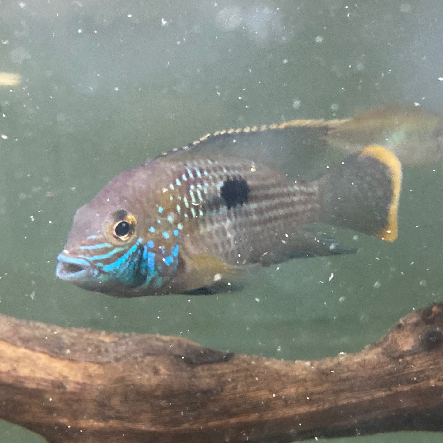 Green Terror - Andinoacara Rivulatus