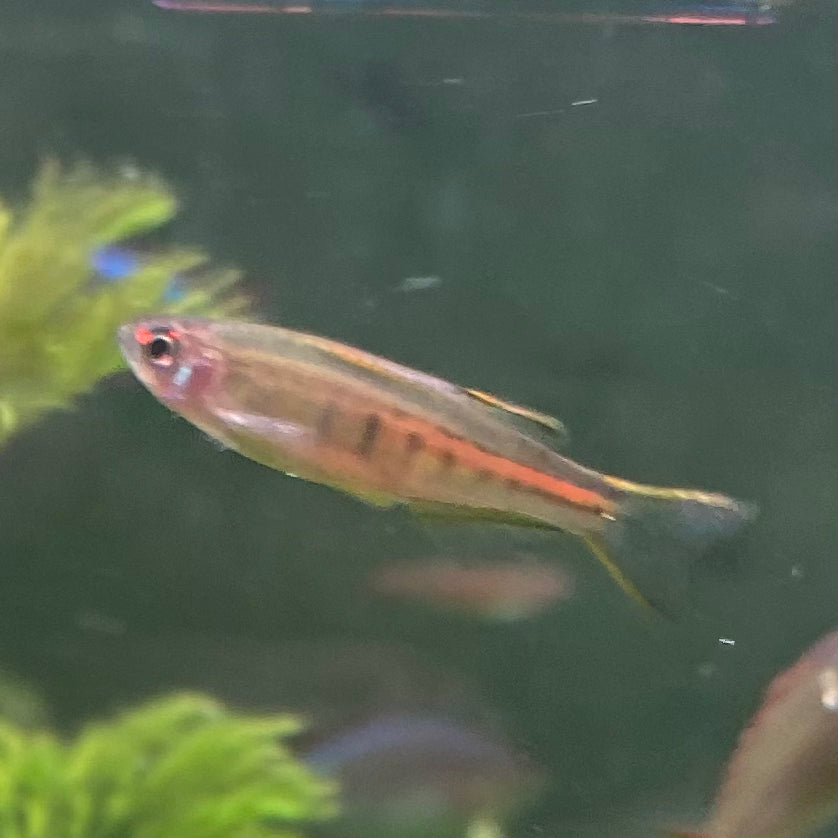 Glowlight Danio