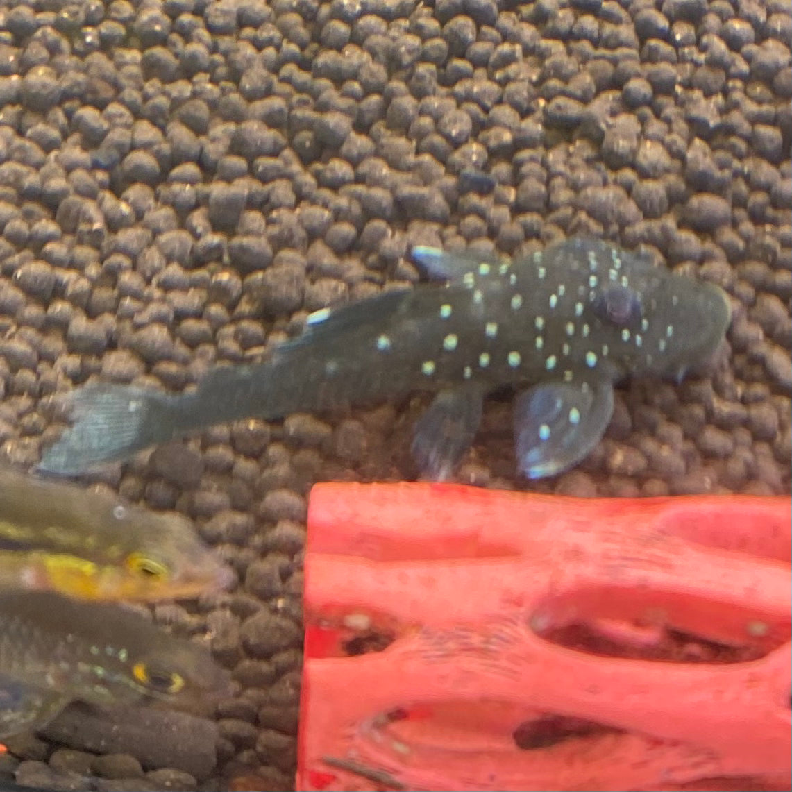 Blue Phantom Pleco L128