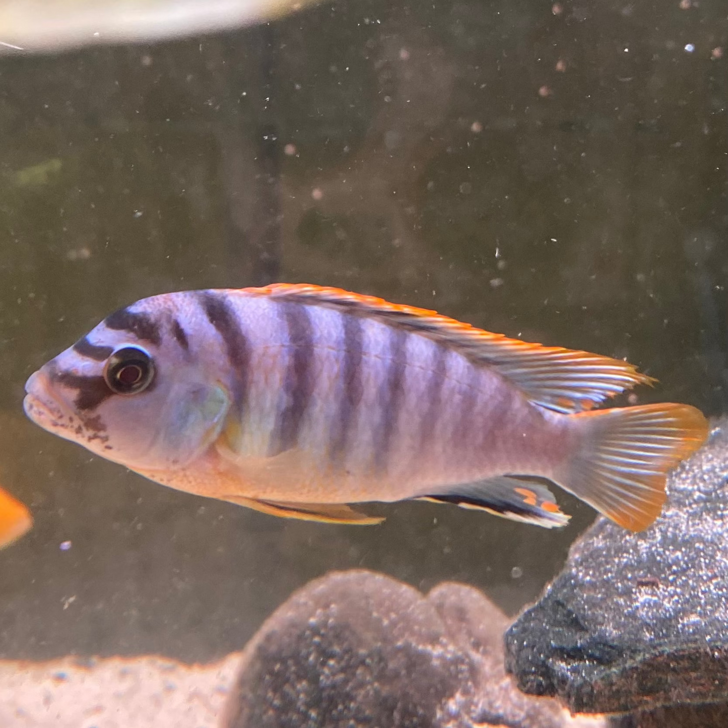 Red Top Hongi - Labidochromis sp.