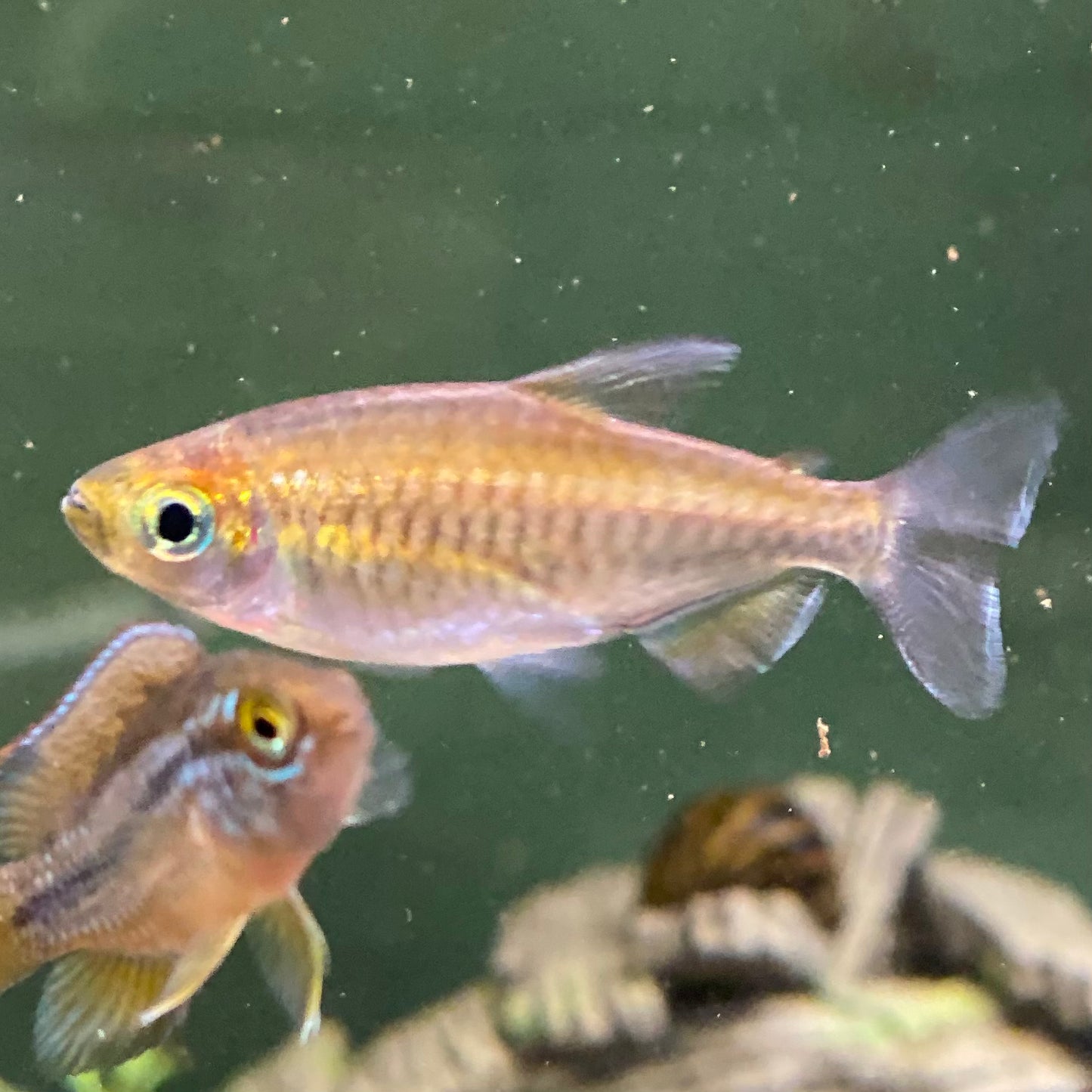 Congo Tetra - Phenacogramus Interuptus