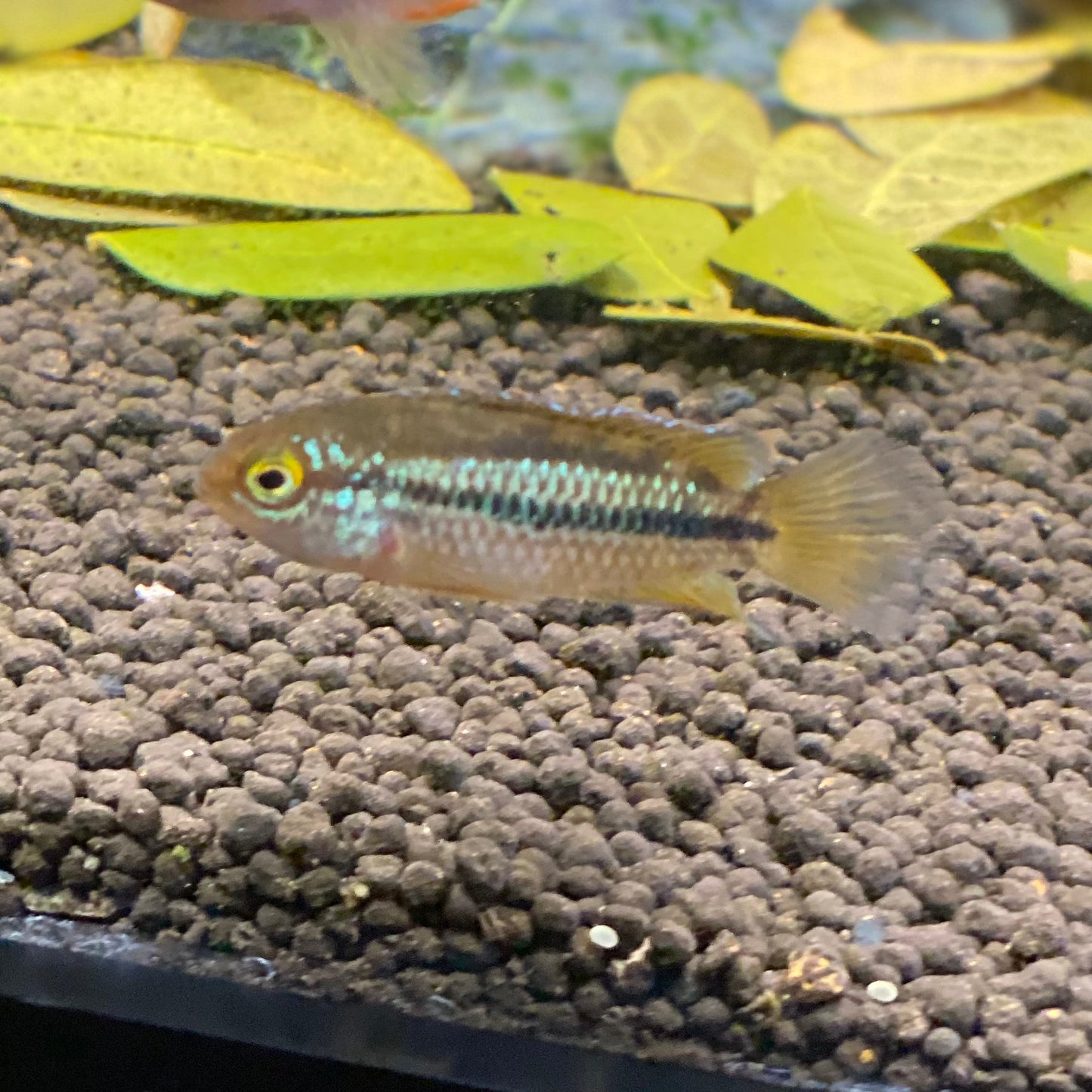 Golden Dwarf Cichlid - Nannacara Anomala