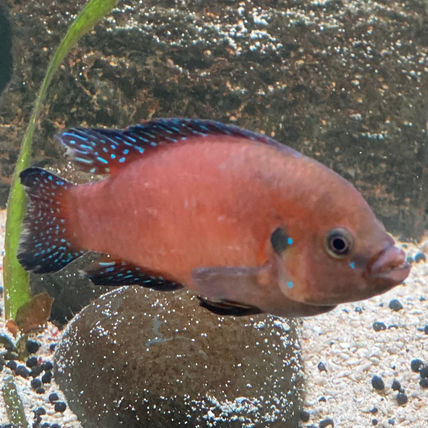 Turkana Jewel Cichlid - Hemichromis Exsul