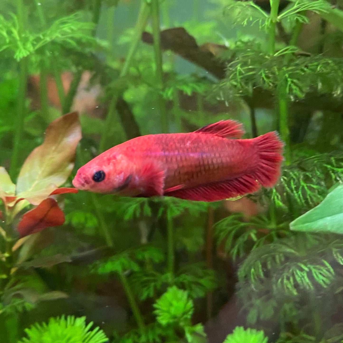 Halfmoon Betta (female) - Betta Splendens