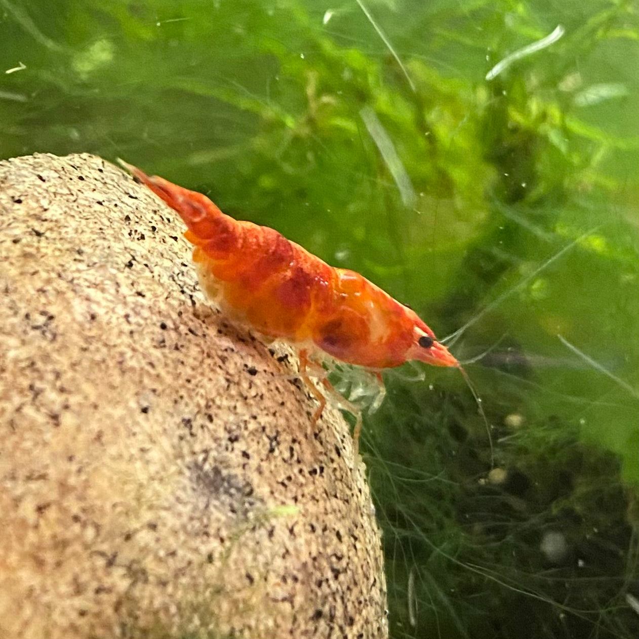 Pumkin Orange Shrimp - Neocaridina Davidi
