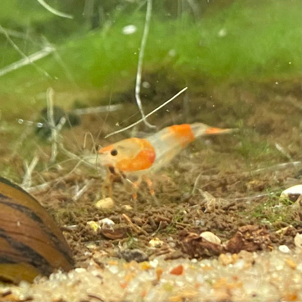 Orange Rili Shrimp