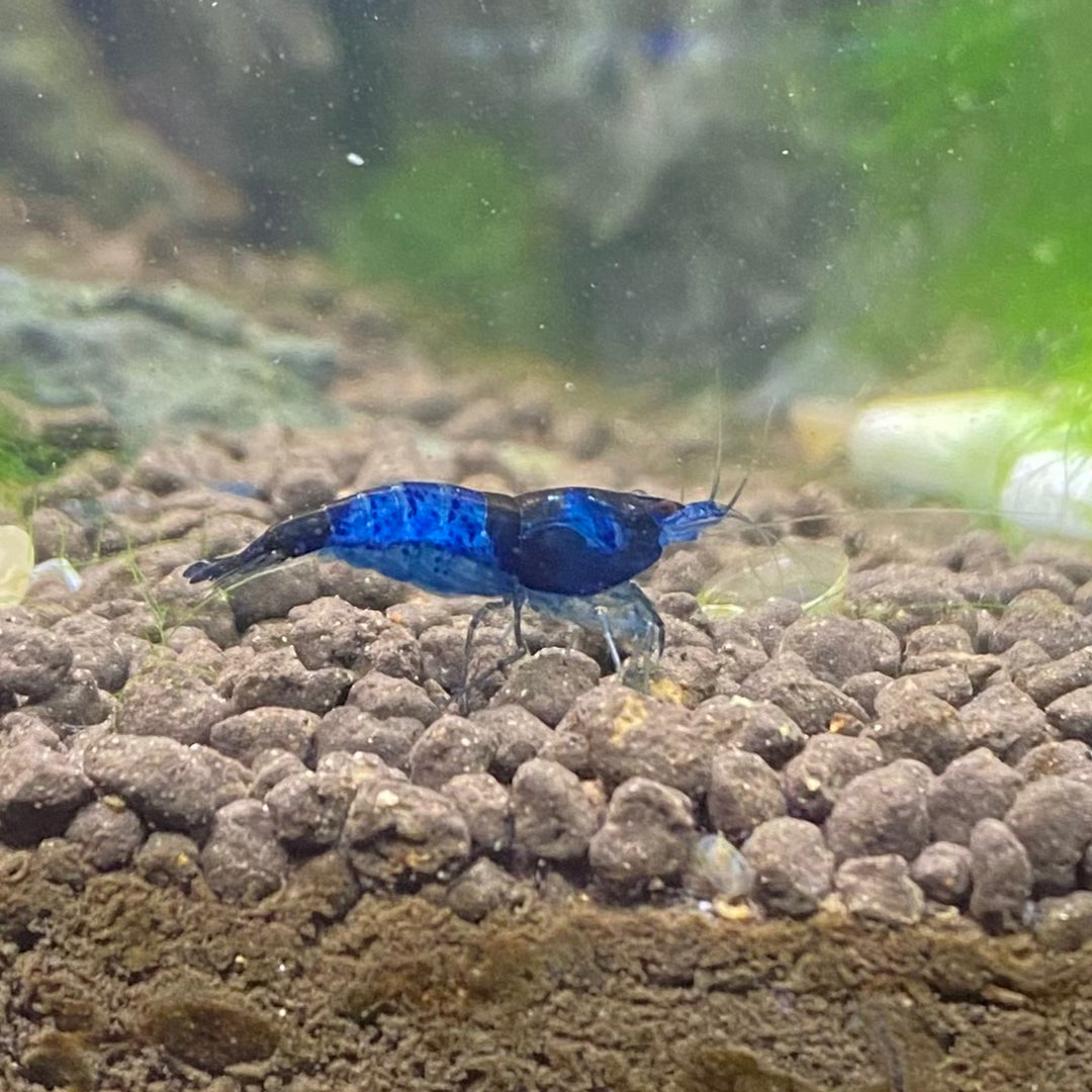 Blue Dream Shrimp