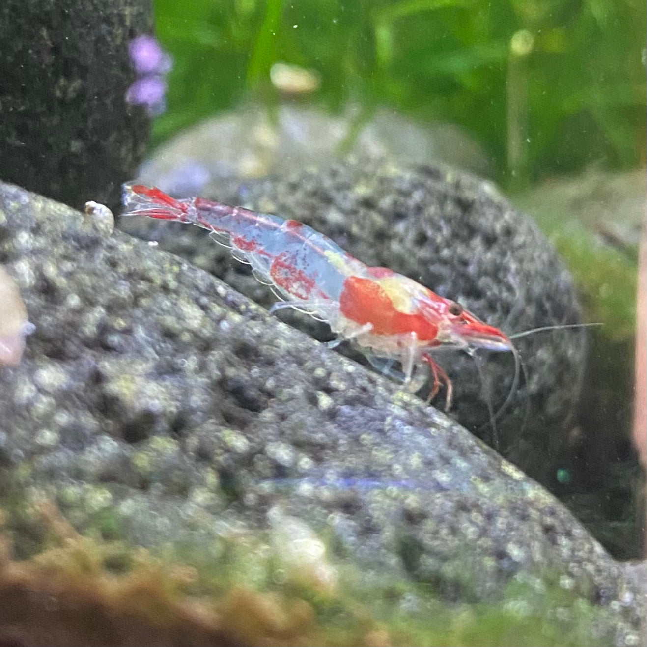 Red Rili Sakura Shrimp