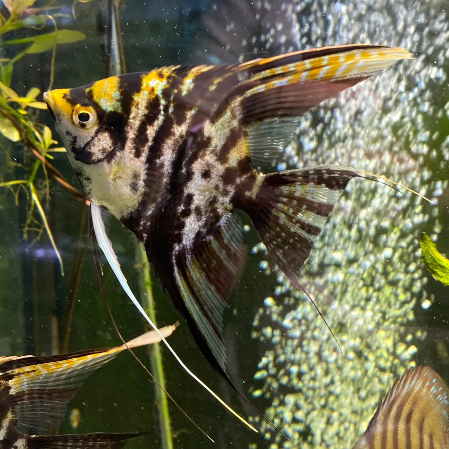 Marble Angelfish - Pterophyllum Scalare