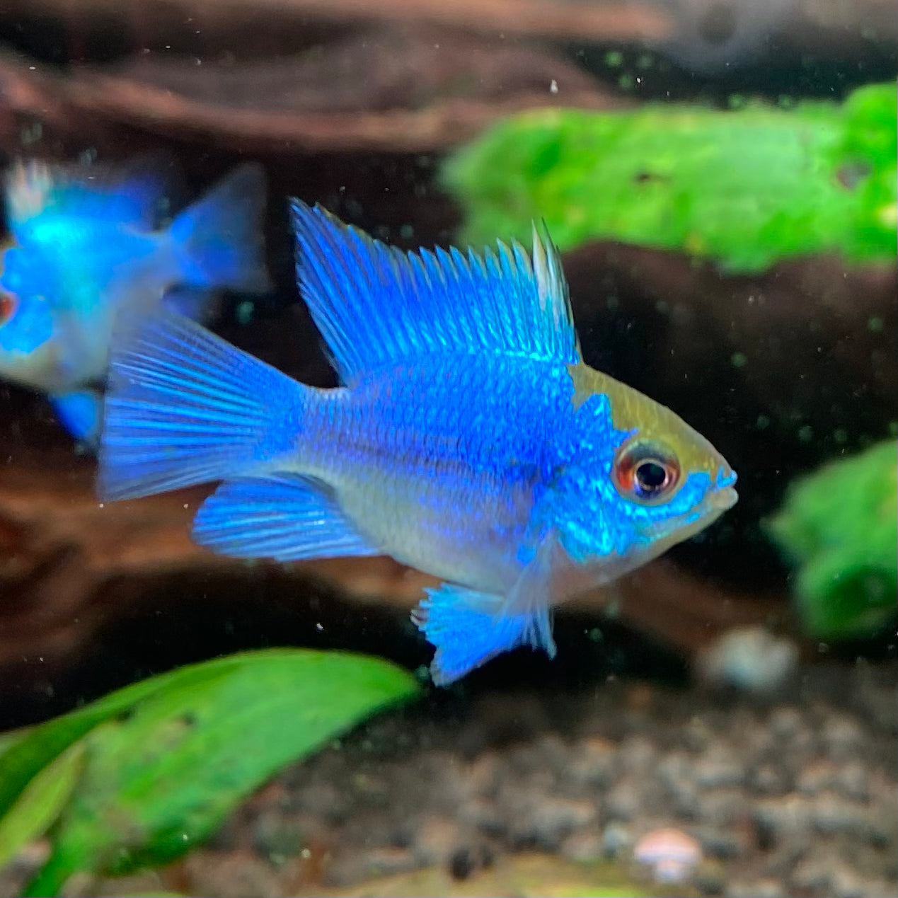 Electric Blue Balloon Ram - Microgeophagus Ramirezi var.