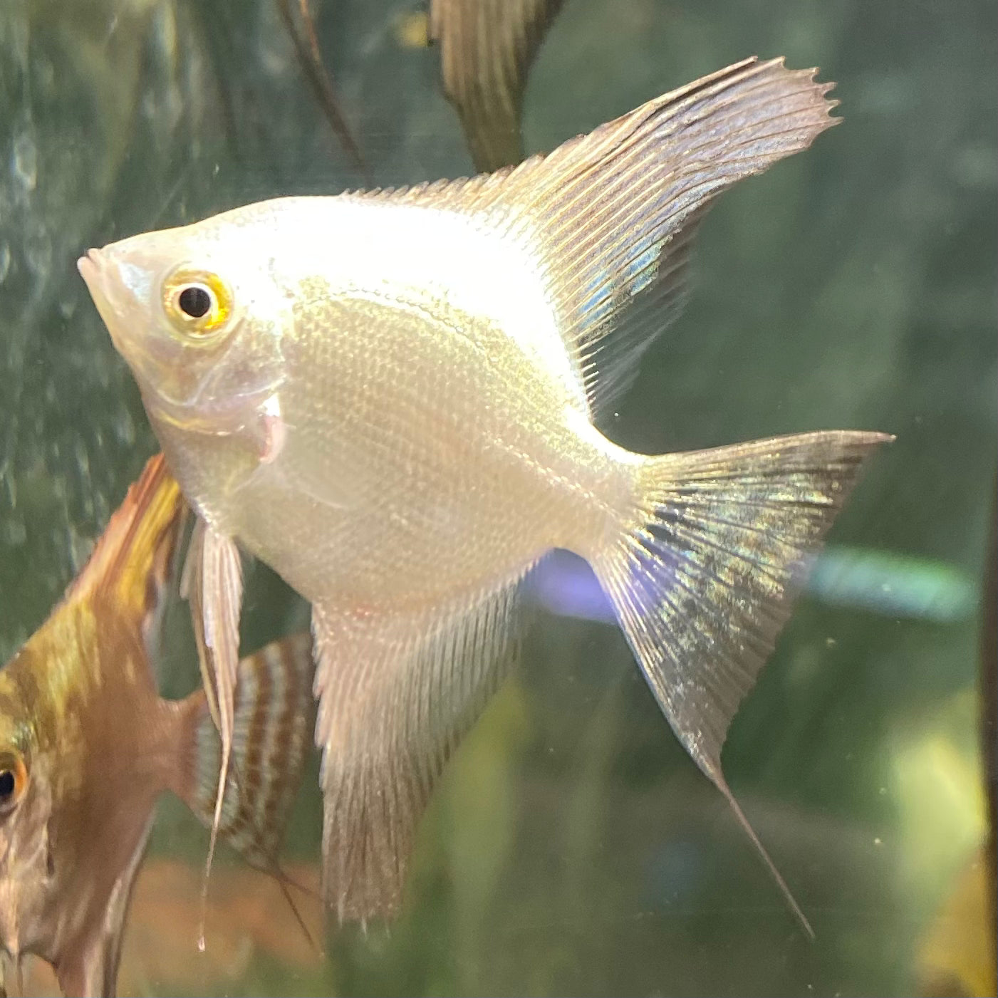 Bulgarian Seal Point Angelfish - Pterophyllum Scalare