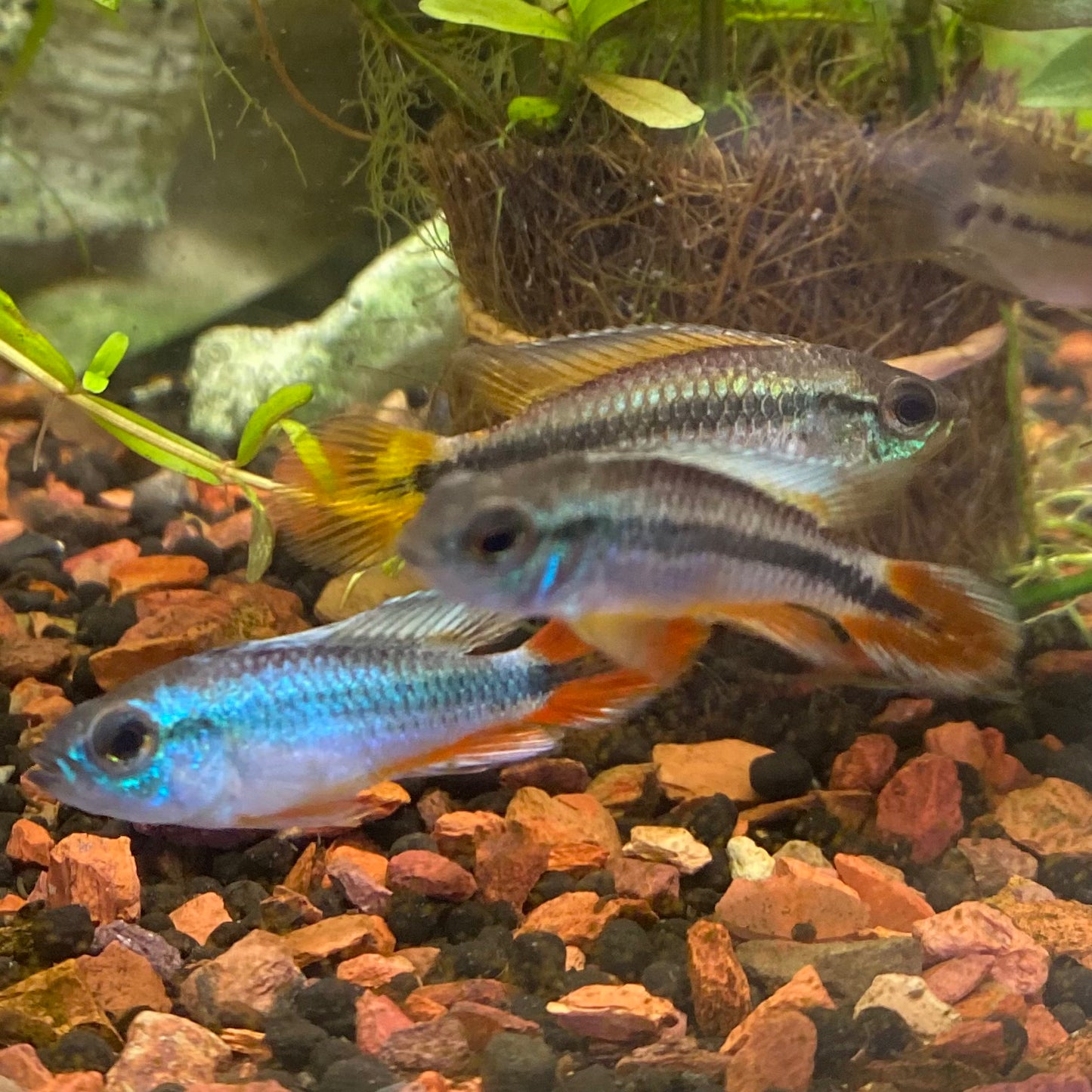 Alenquer Red Tail Agassizii Apistogramma - Apistogramma agassizii