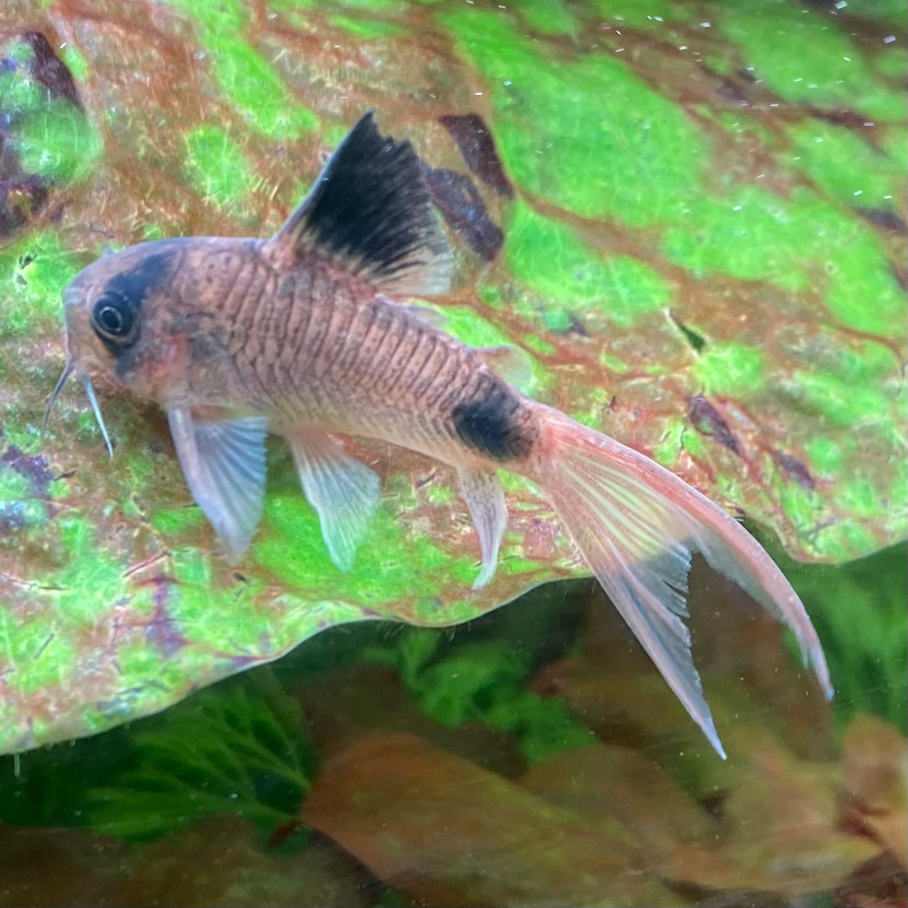 Longfin Panda Cory - Hoplisoma Panda var