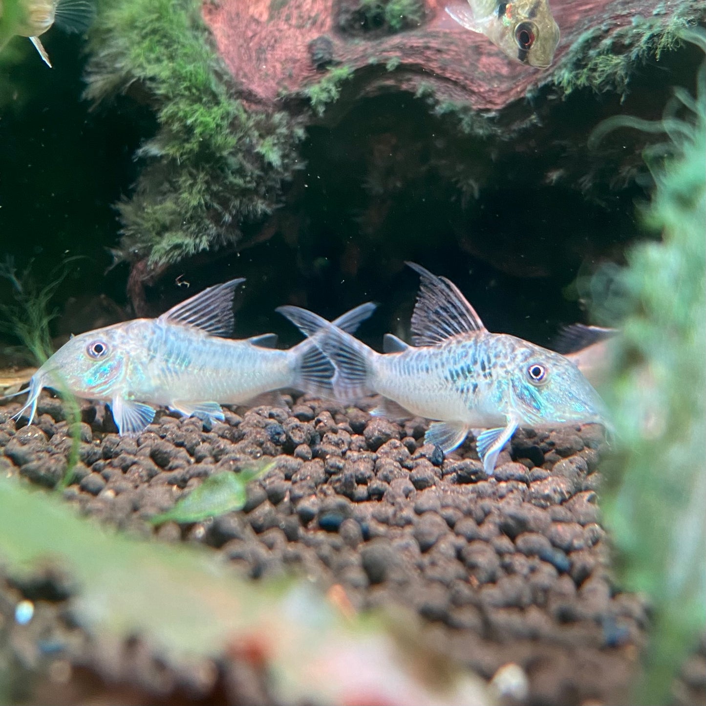 Southern Green Corydora - Corydoras Septentrionalis