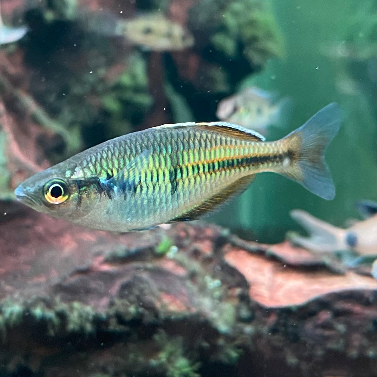 Boseman's Rainbowfish - Melanotaenia Boesemani