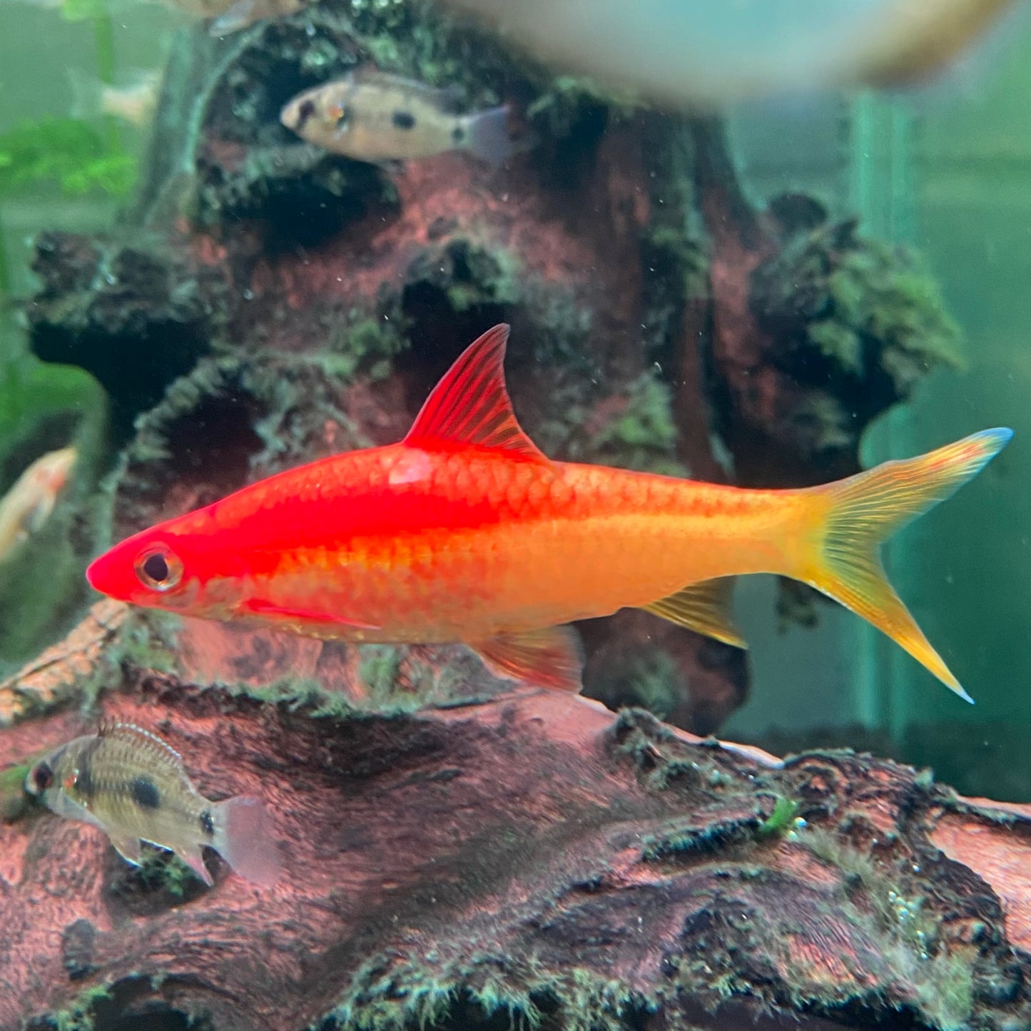 Red Striped Torpedo Gold Barb Grade A - Roseline Shark - Sahyadria Denisoni var