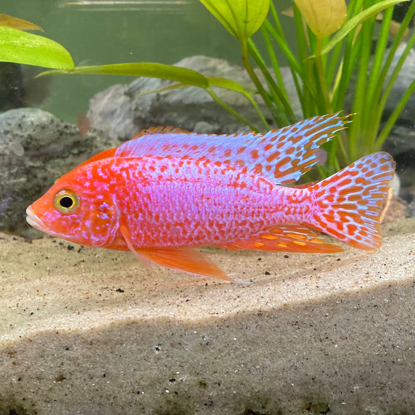 Pink Peacock Cichlid - Aulonocara sp.