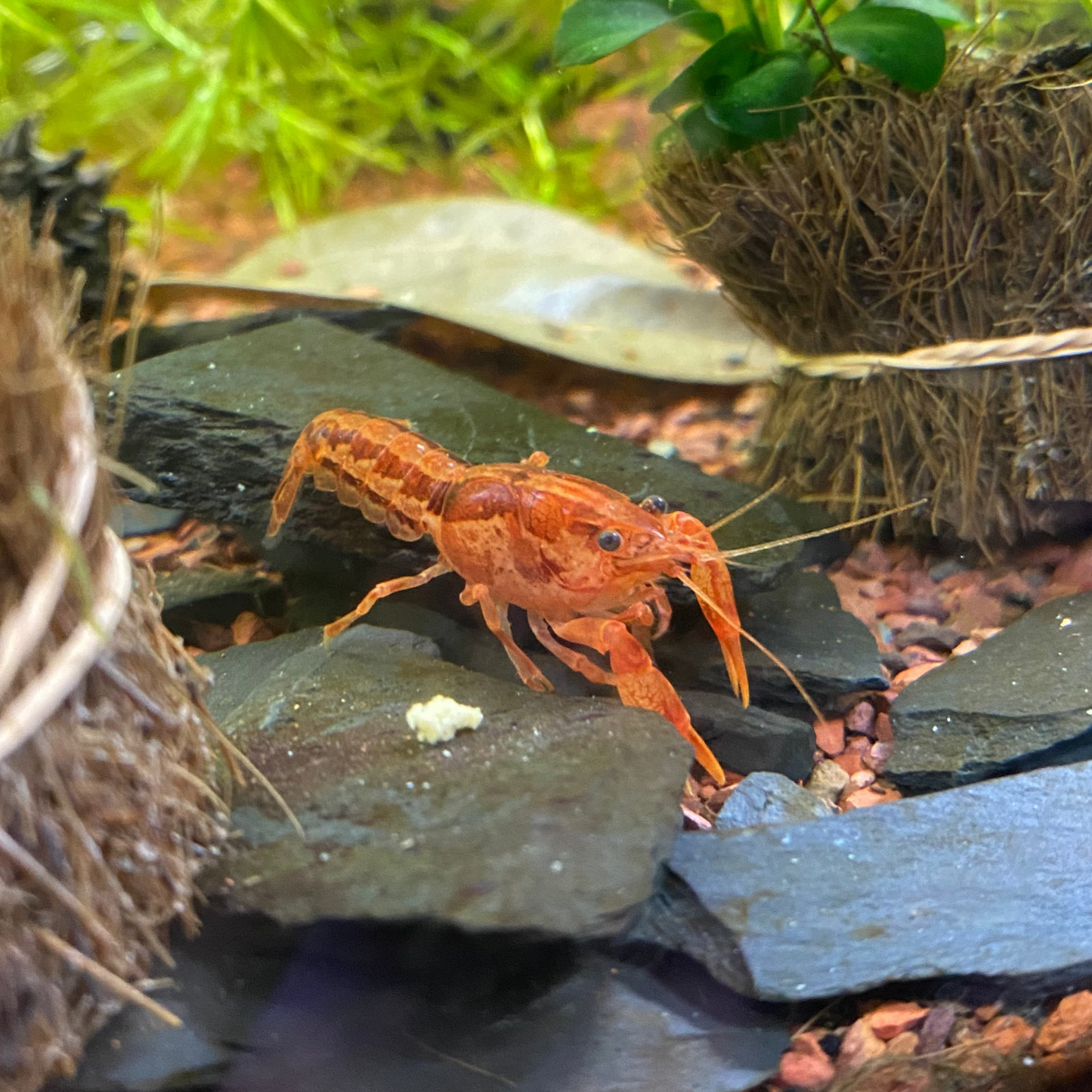 Orange Mexican Dwarf Crayfish - Cambarus Patzcuarensis