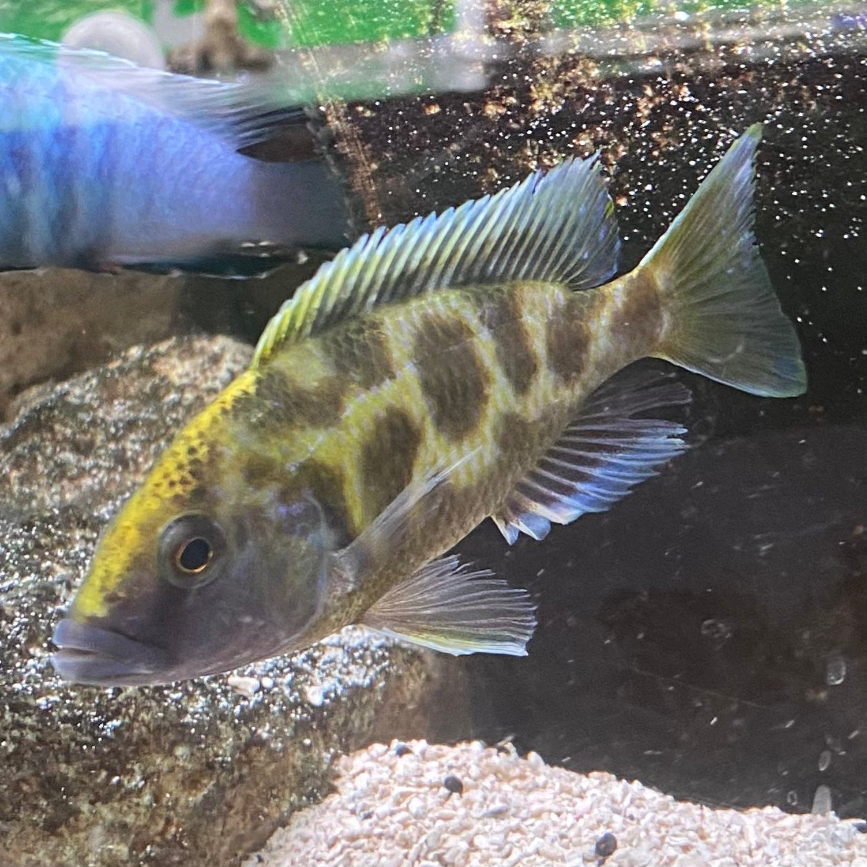 Venustus/Giraffe Hap - Nimbochromis Venustus