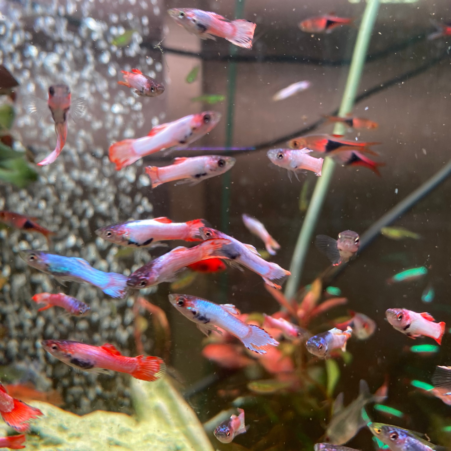 Pink Scarlet Endler