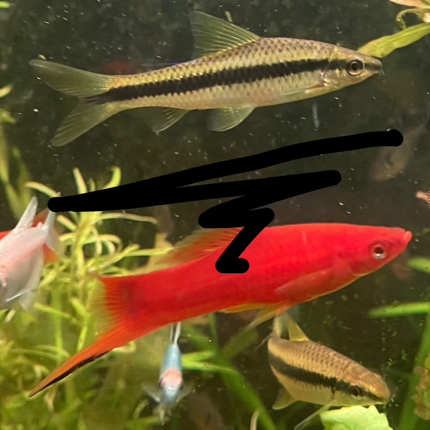 Siamese Algae Eater - Crossochelius Siamensis