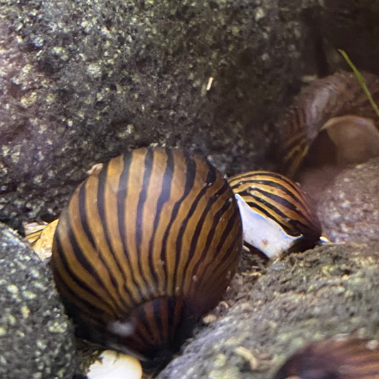 Zebra Nerite Snail - Neritina Natalensis