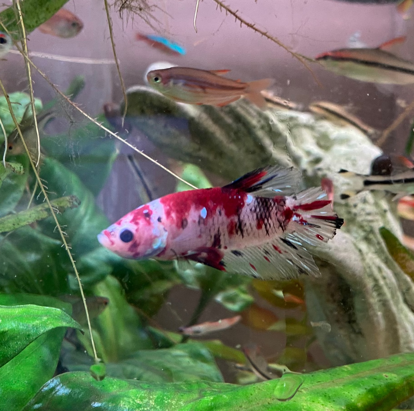 HMPK Candy Betta (Male) - Betta Splendens