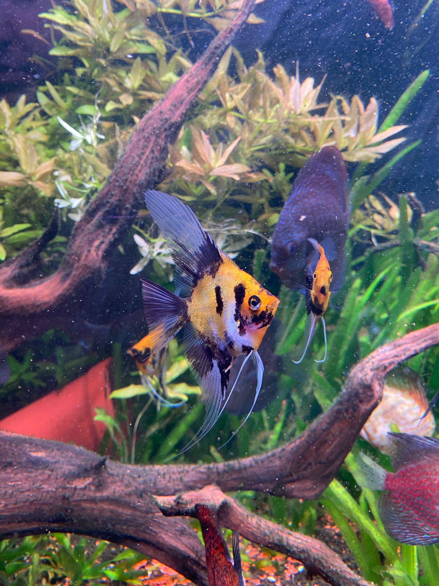 Red Devil Angelfish (Locally Bred)