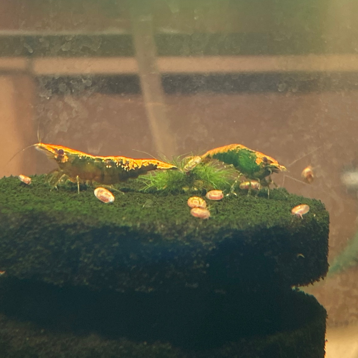 Green Fire Shrimp