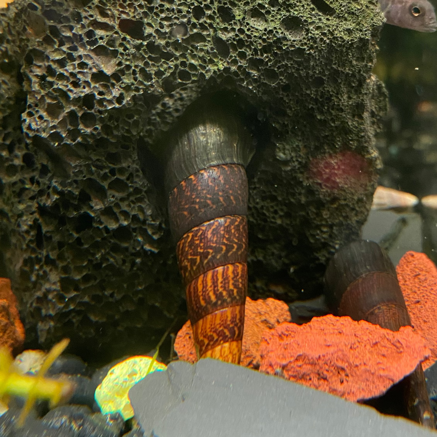 Devil Faunus Lava Snail