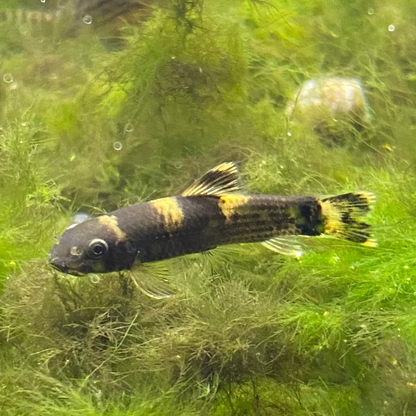 Panda Loach - Garra Flavatra