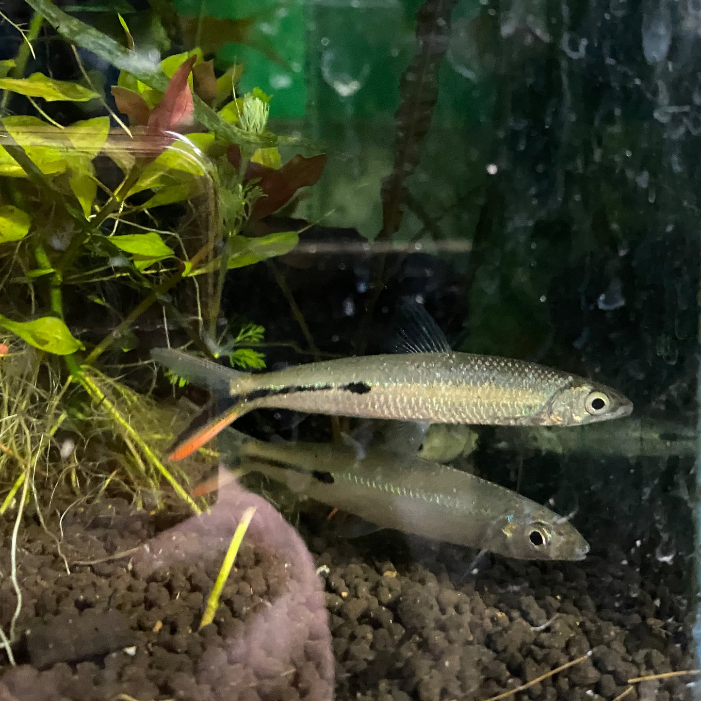 Red Tail Hemiodus Tetra - Hemiodus Gracilis