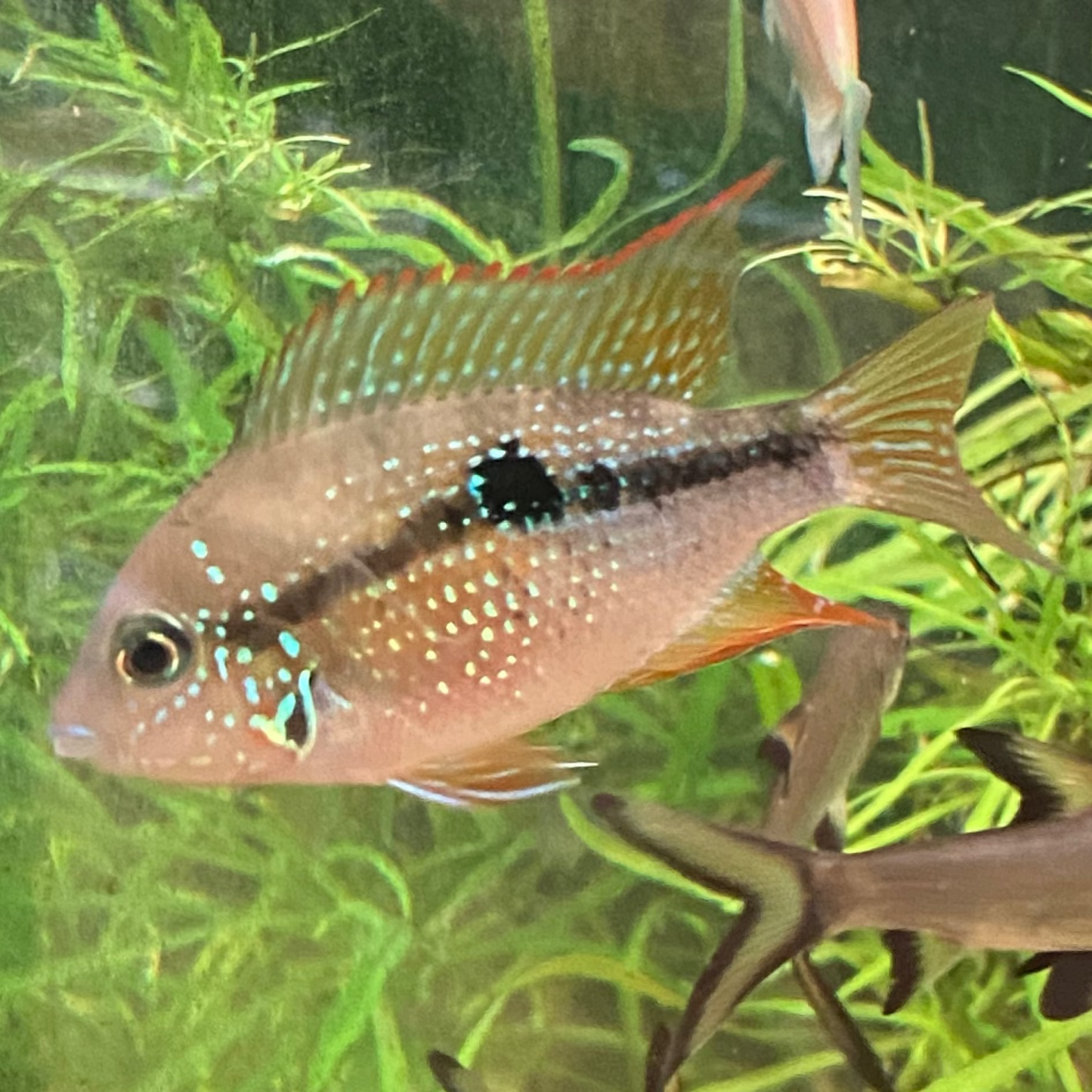 Spot Cheek Cichlid - Thorichthys Maculipinnis